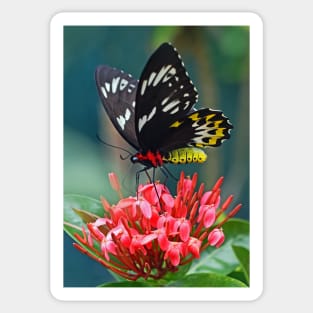 BUTTERFLY Sticker